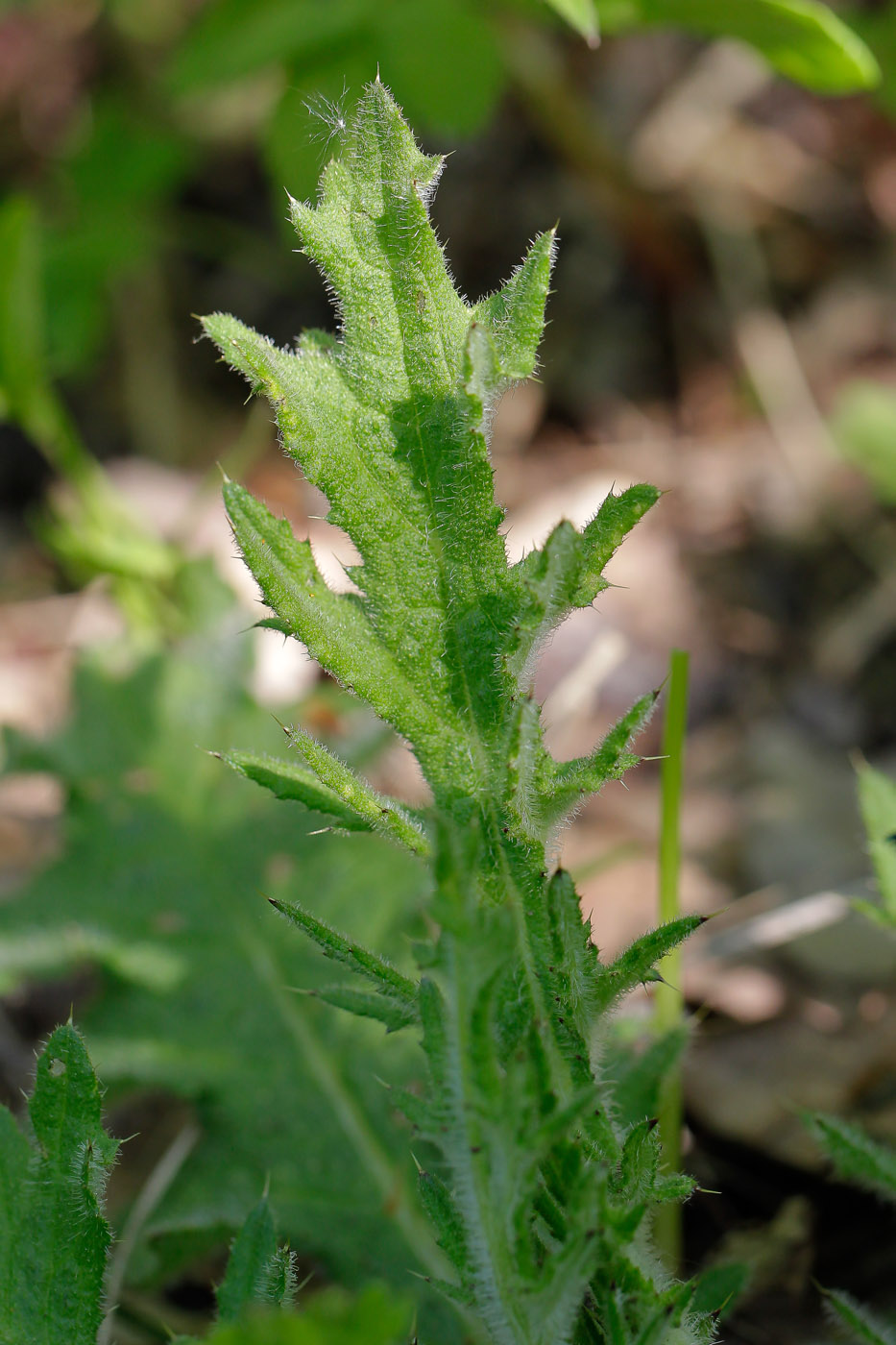 Изображение особи Cirsium vulgare.