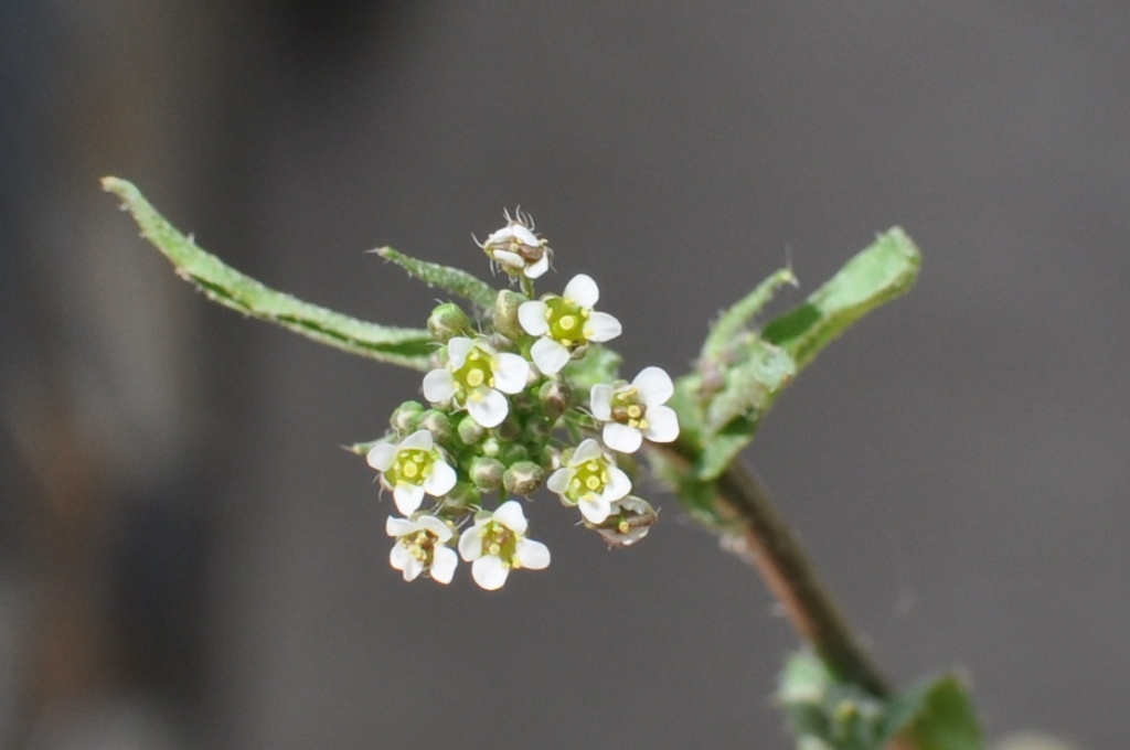 Изображение особи Capsella bursa-pastoris.