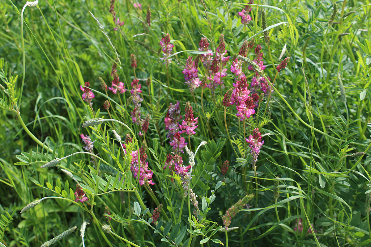 Изображение особи Onobrychis viciifolia.