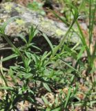 Cerastium arvense