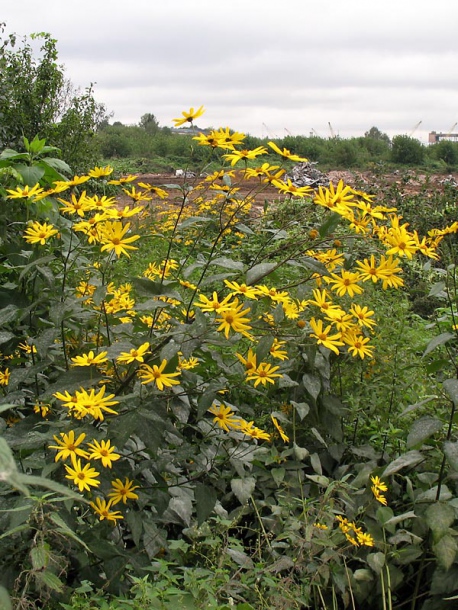 Изображение особи Helianthus tuberosus.