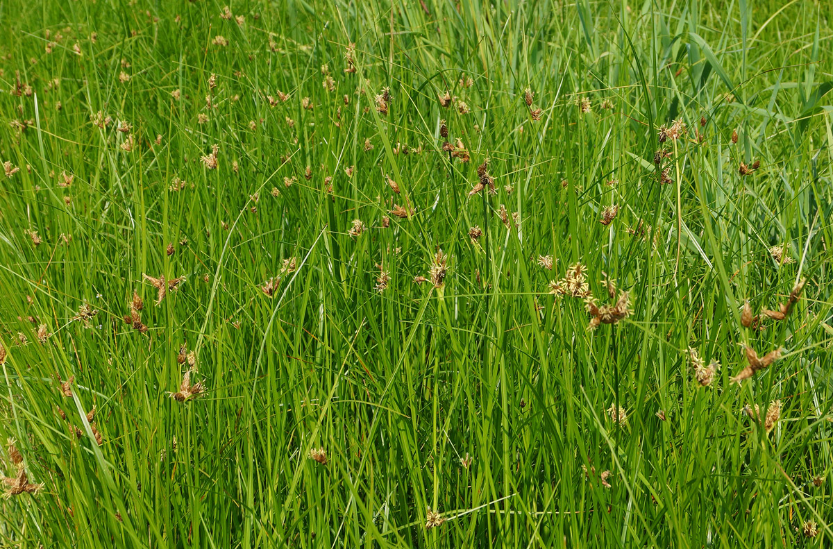 Изображение особи Bolboschoenus planiculmis.