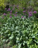 Allium aflatunense