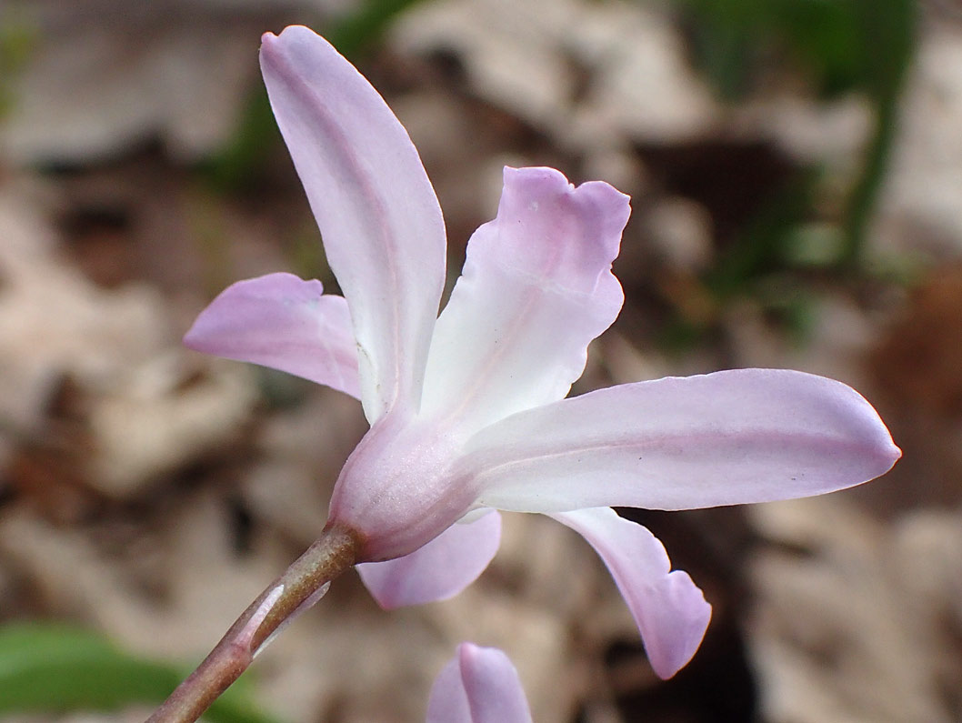 Image of Chionodoxa luciliae var. rosea specimen.