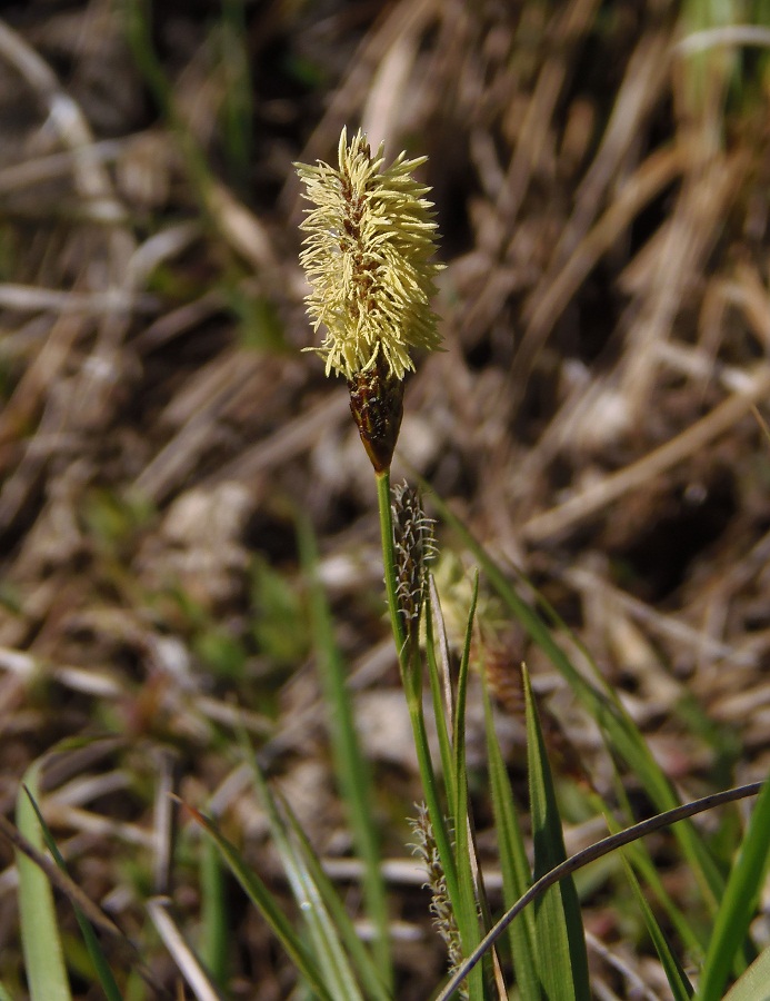 Изображение особи Carex cespitosa.