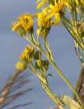 Senecio paludosus. Часть соцветия в начале цветения. Санкт-Петербург, берег Лахтинского залива. 25.07.2006.