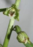 Epipactis krymmontana. Цветки, распустившиеся на срезанном цветоносе, помещенном в вазу. Краснодарский край, м/о город-курорт Геленджик, окр. хут. Джанхот, гора Святая Нина, горельник в сосновом лесу. 14 июня 2017 г.