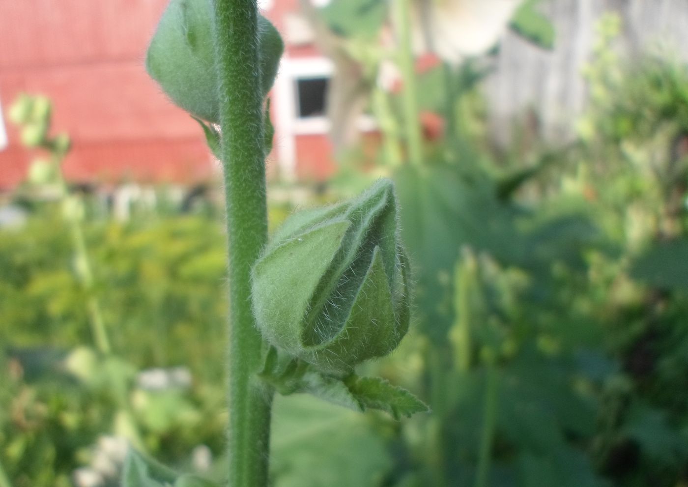 Изображение особи Alcea rosea.