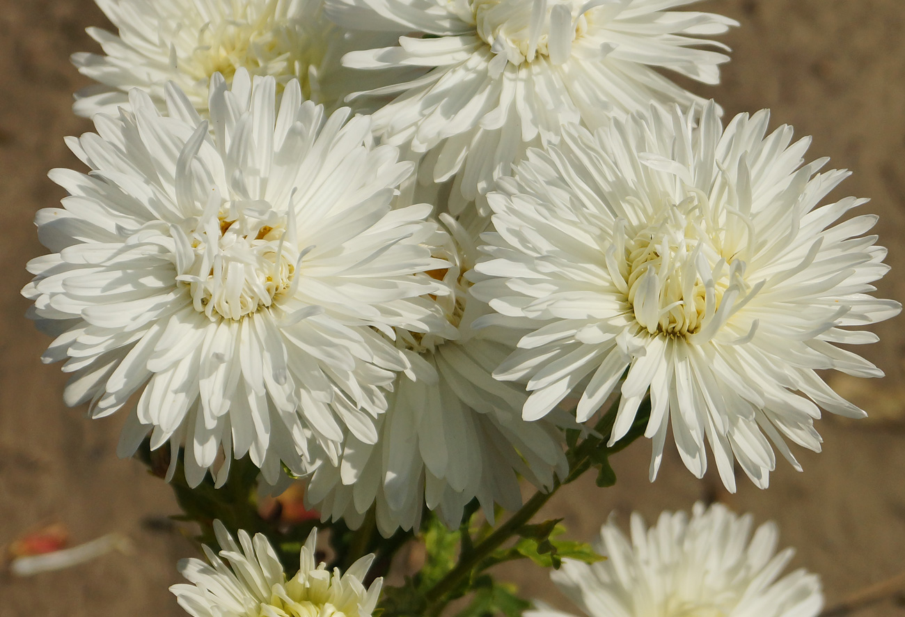 Изображение особи Callistephus chinensis.