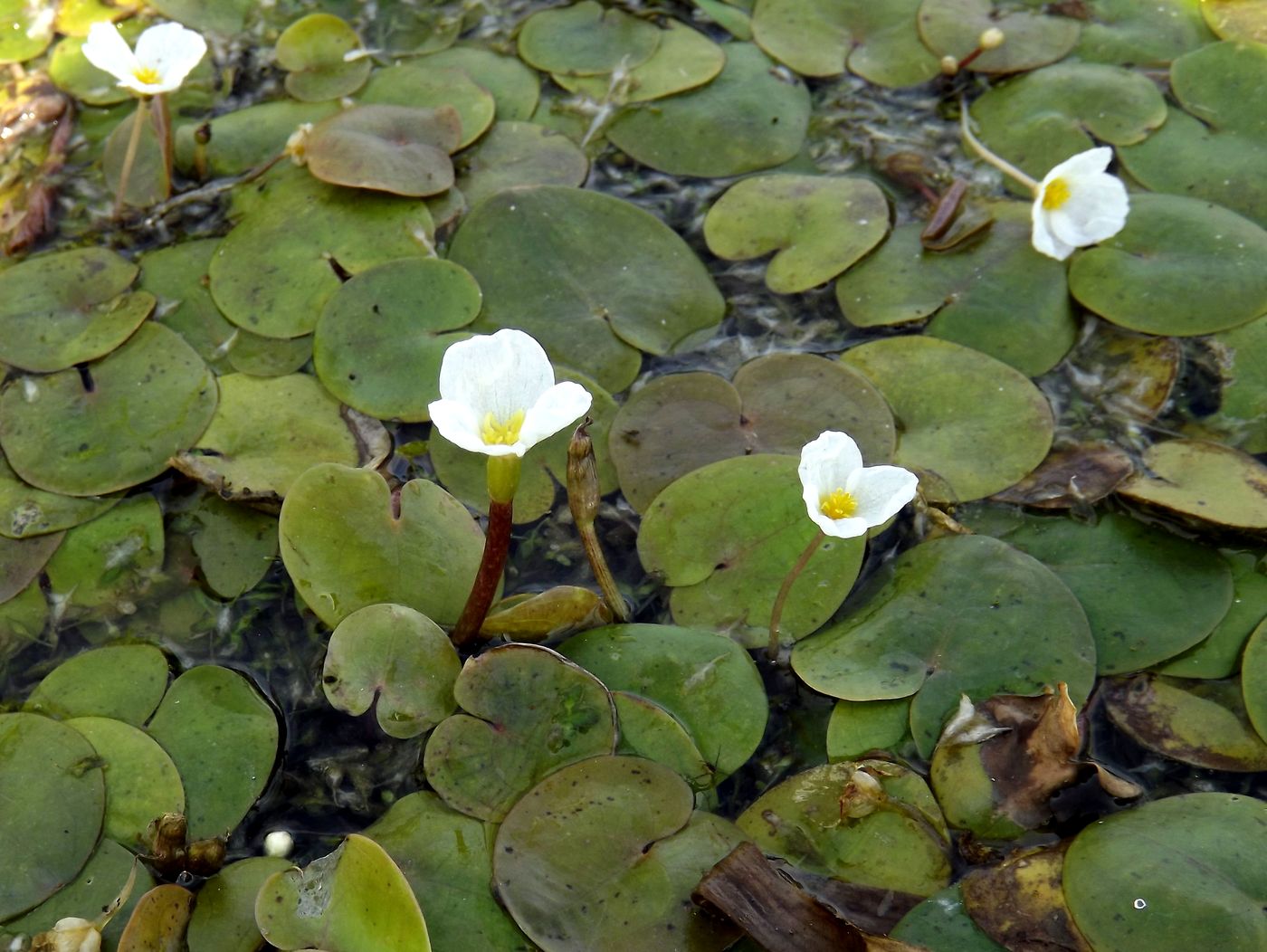 Изображение особи Hydrocharis morsus-ranae.