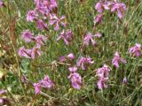 Dianthus orientalis