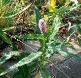 Persicaria amphibia. Верхняя часть цветущего растения. Санкт-Петербург, Московский р-н, окр. ж. д. ст. «Броневая». 28.08.2018.