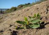 Atriplex prostrata. Плодоносящее растение. Краснодарский край, г. Усть-Лабинск, берег р. Кубань, обсыхающий берег. 13.10.2018.