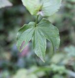 Astrantia maxima. Лист. Грузия, Боржоми-Харагаульский национальный парк, нижняя часть долины р. Ликаницхеви, ≈ 850 м н.у.м. 08.10.2018.