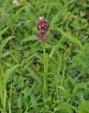 Anacamptis coriophora