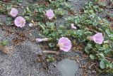 Calystegia soldanella