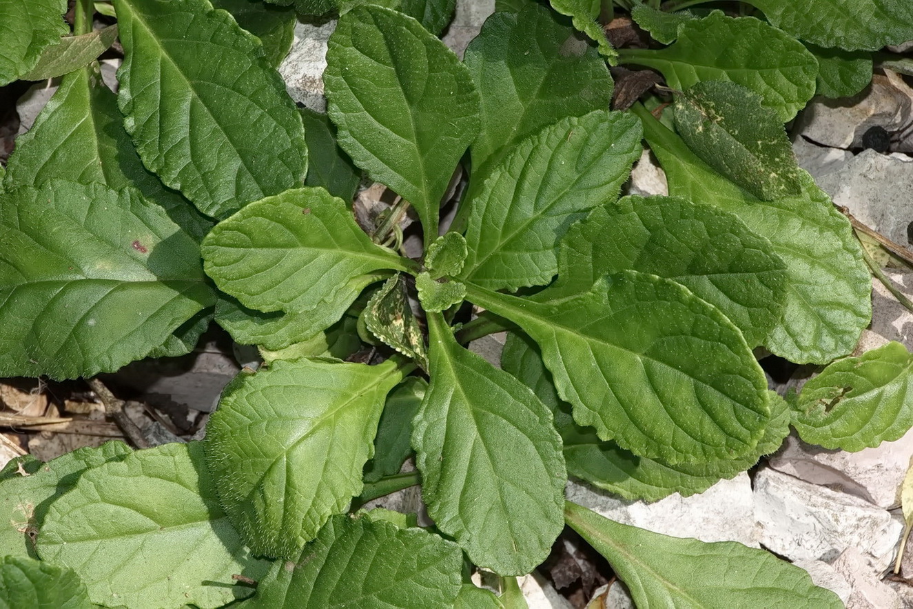 Image of Ajuga reptans specimen.