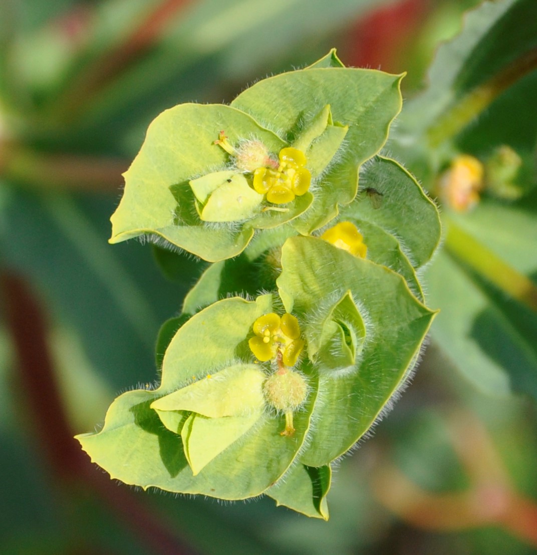 Изображение особи Euphorbia hirsuta.