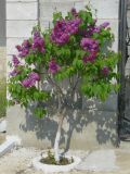 Syringa vulgaris