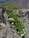 Spiraea trilobata