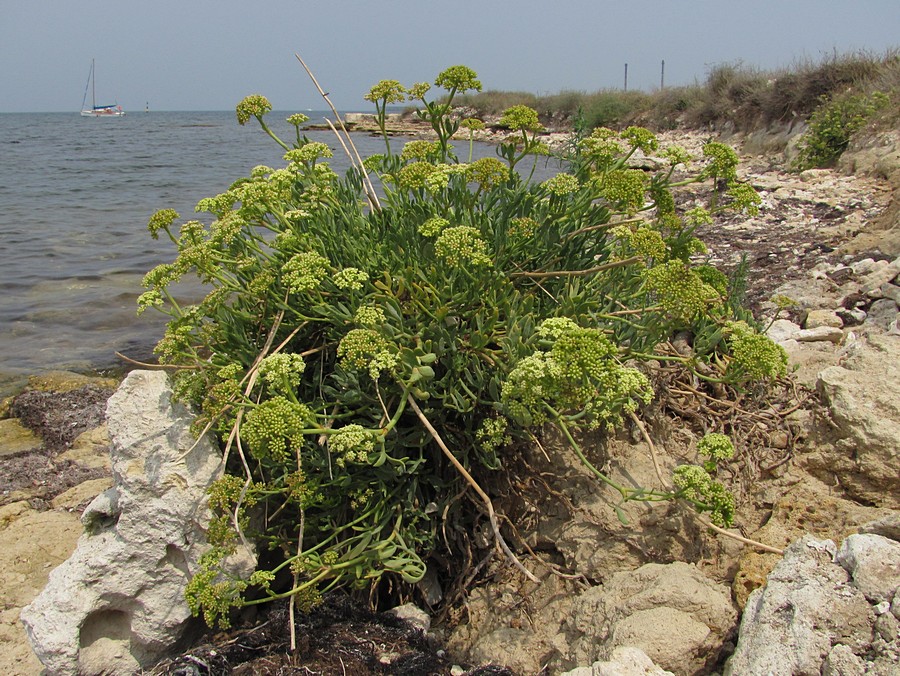 Изображение особи Crithmum maritimum.