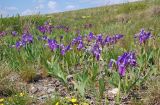 Iris pumila