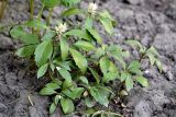 Pachysandra terminalis