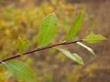 Salix dshugdshurica