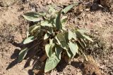 Phlomis sewerzowii