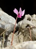 Cyclamen hederifolium подвид confusum. Цветонос с цветком. Греция, о-в Крит, ном Ханья (Νομός Χανίων), дим Киссамос (Κίσσαμος), окр. деревни Полириния (Πολυρρήνια), широколиственный лес вдоль русла временного водотока. 18 октября 2021 г.