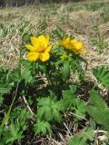 Trollius ranunculinus