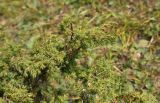 Juniperus sibirica. Верхушка побега с незрелыми шишкоягодами. Республика Алтай, Улаганский р-н, берег озера Киделю, выс. ок. 2000 м н.у.м. 6 августа 2020 г.