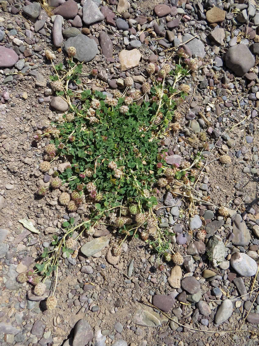 Изображение особи Trifolium fragiferum.