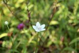 Parnassia palustris. Цветок и бутон. Ленинградская обл., Гатчинский р-н, окр. пос. Пудость, луговина около р. Ижоры. 05.08.2022.