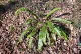 Phyllitis scolopendrium