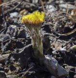 Tussilago farfara