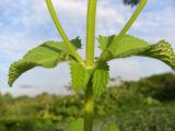 Salvia verticillata. Часть стебля с листьями и основаниями пазушных побегов. Тульская обл., Плавский р-н, окр. пос. Молочные Дворы, луг. 10.07.2023.