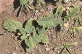 Phlomoides speciosa