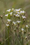 Minuartia circassica. Верхушки цветущего растения. Кабардино-Балкария, Эльбрусский р-н, пик Терскол, ≈ 2700 м н.у.м., каменистый склон. 22.08.2023.