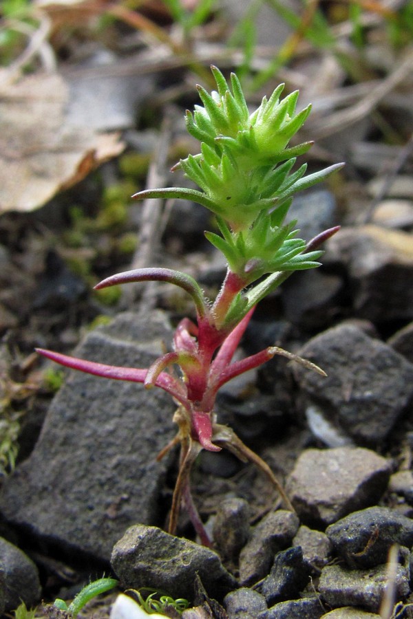 Изображение особи Scleranthus verticillatus.