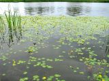 Nymphoides peltata. Сообщество вида с наядой большой и отдельными растениями ежеголовника незамеченного. Астраханская обл., Камызякский р-н, р. Гандурино у переправы возле с. Образцово-Травино. 17.08.2011.