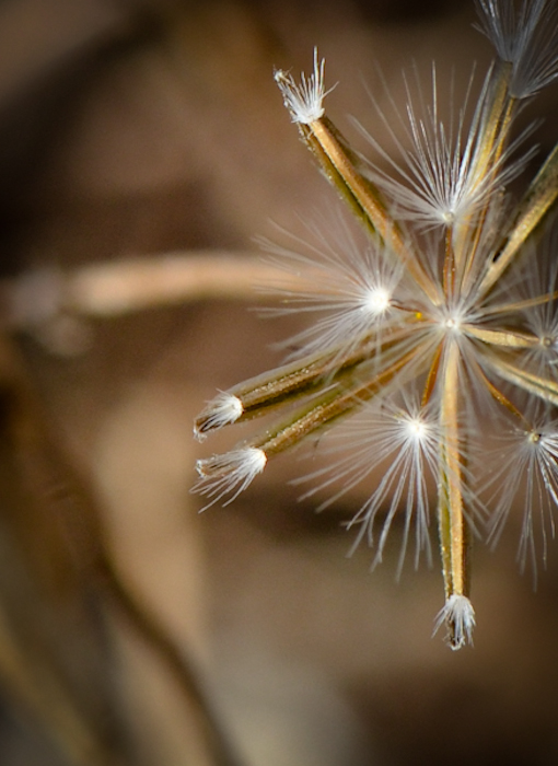 Изображение особи Crepis aculeata.