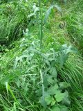 Sonchus arvensis subspecies uliginosus. Нижняя часть растения. Астраханская обл., Володарский р-н, окрестности с. Калинино, берег р. Бузан. 09.08.2012.