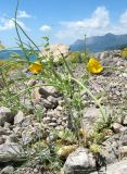 Glaucium flavum