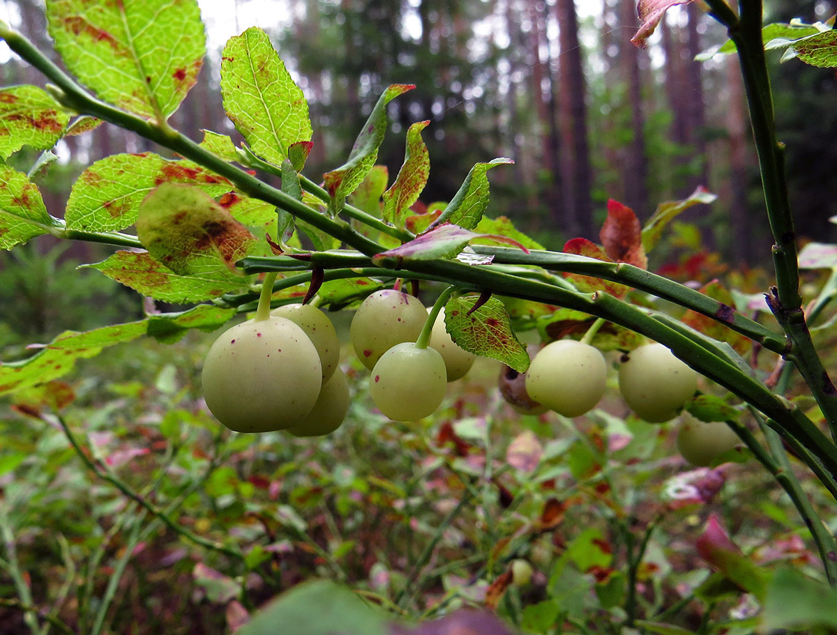 Изображение особи Vaccinium myrtillus.