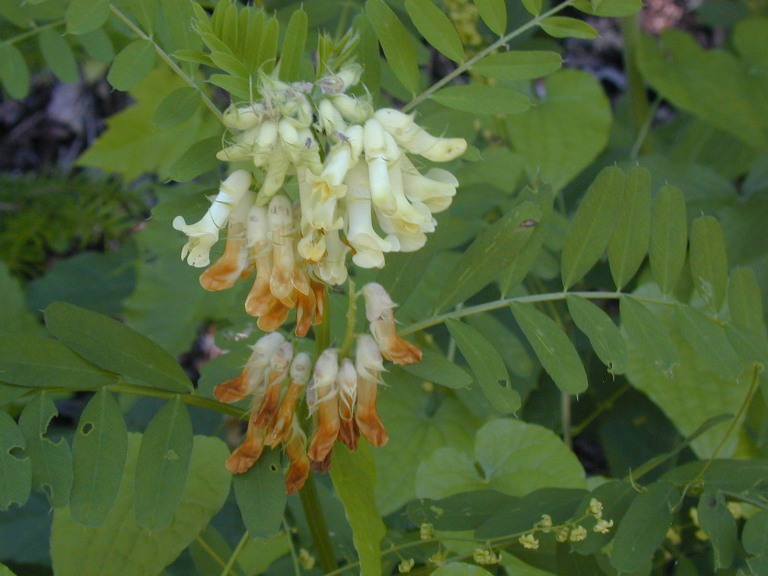 Изображение особи Vicia balansae.