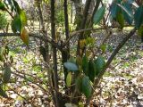 Viburnum odoratissimum var. awabuki