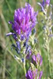 Astragalus onobrychis