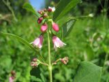 Symphoricarpos albus разновидность laevigatus