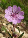 Geranium tuberosum. Цветок. Краснодарский край, г. Новороссийск, гора Большой Маркотх. 27.04.2014.